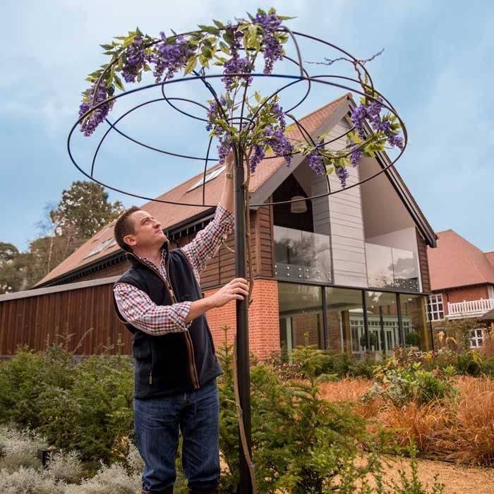 Wisteria Umbrella